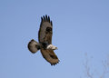 Hawk1.jpg