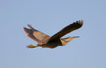 American_Bittern_3425.jpg