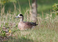 American_Wigeon_3377.jpg