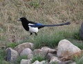 Black_Billed_Magpie_2421.jpg