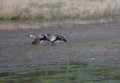Blue_Winged_Teal_3056.jpg
