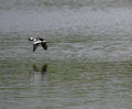Bufflehead_2137.jpg
