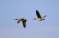 Canada_Geese_3256.jpg