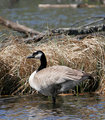 Canada_Goose_2285.jpg
