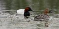 Canvasback_2051.jpg