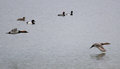 Canvasbacks_2190.jpg