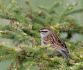 Chipping_Sparrow_3380.jpg