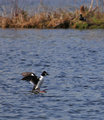 Common_Goldeneye_3170.jpg