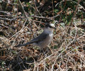 Gray_Jay_2986.jpg