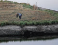 Great_Blue_Heron_3091.jpg