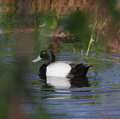 Greater_Scaup_3149.jpg