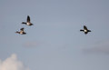 Greater_Scaup_3154.jpg