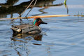 Green_Winged_Teal_2306.jpg