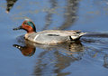 Green_Winged_Teal_2355.jpg