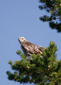 Hawk_2774.jpg
