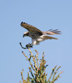 Hawk_2810.jpg