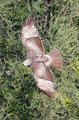 Hawk_2870.jpg