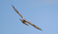 Hawk_2950.jpg