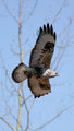 Hawk_2953.jpg