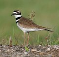 Killdeer_3413.jpg