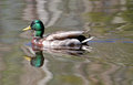 Mallard_2315.jpg