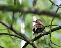 Northern_Flicker_3314.jpg