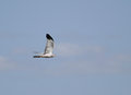 Northern_Harrier_2993.jpg
