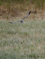 Northern_Harrier_3284.jpg
