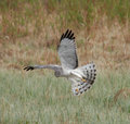 Northern_Harrier_3286.jpg