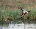 Northern_Shoveler_3201.jpg