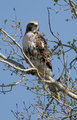 Red_Tailed_Hawk_2708.jpg
