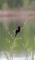 Red_Winged_Blackbird_2516.jpg