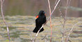 Red_Winged_Blackbird_3353.jpg