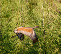 Sandhill_Crane_4033.jpg