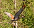 Sandhill_Crane_4037.jpg
