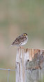Savannah_Sparrow_3388.jpg