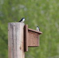 Tree_Swallow_2570.jpg