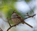 White_Throated_Sparrow_3345.jpg