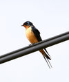 Barn_Swallow_5644.jpg