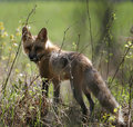 Fox_3319.jpg