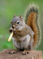 Squirrel_5356.jpg