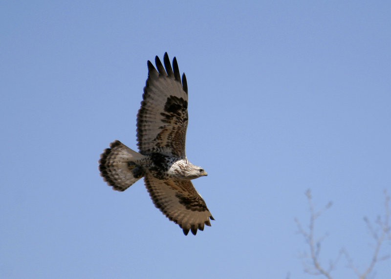 Hawk1.jpg