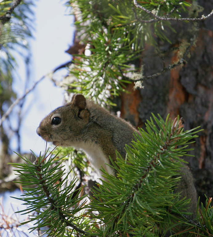Squirrel_2963.jpg
