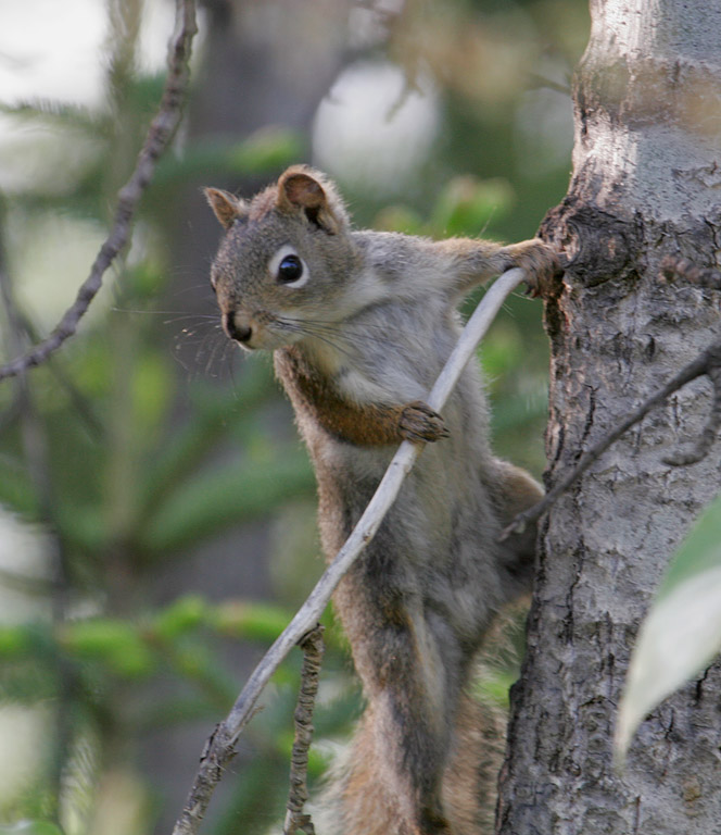 Squirrel_3466.jpg