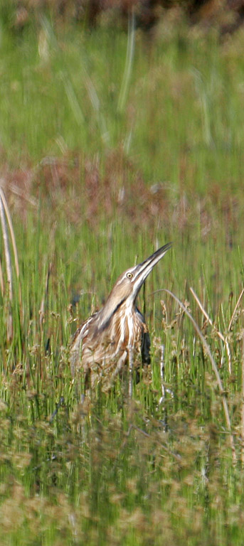 American_Bittern_3421.jpg
