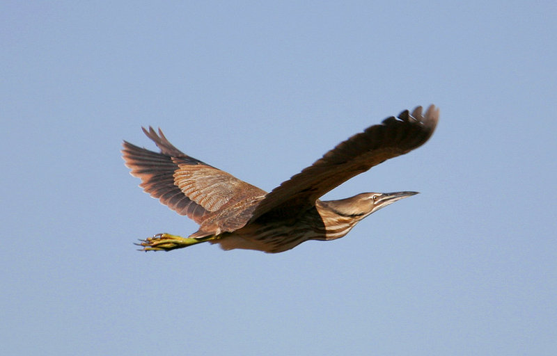 American_Bittern_3425.jpg
