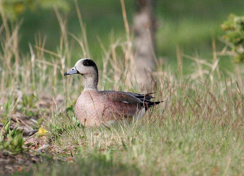 American_Wigeon_3377.jpg