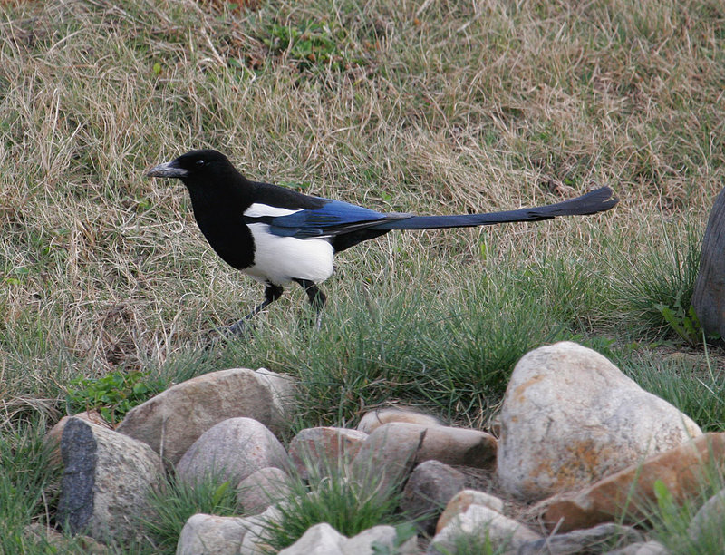 Black_Billed_Magpie_2421.jpg