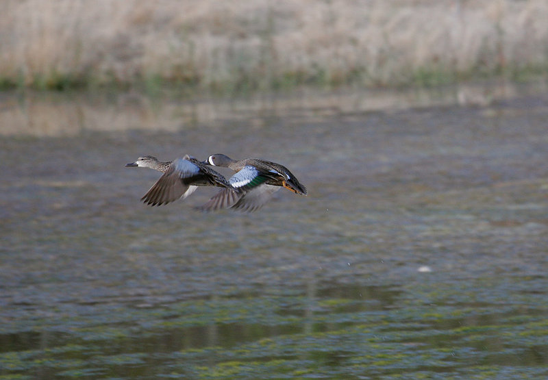 Blue_Winged_Teal_3056.jpg