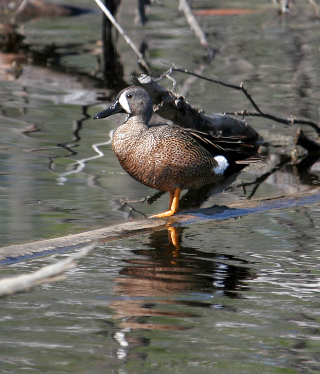 Blue_Winged_Teal_3437.jpg